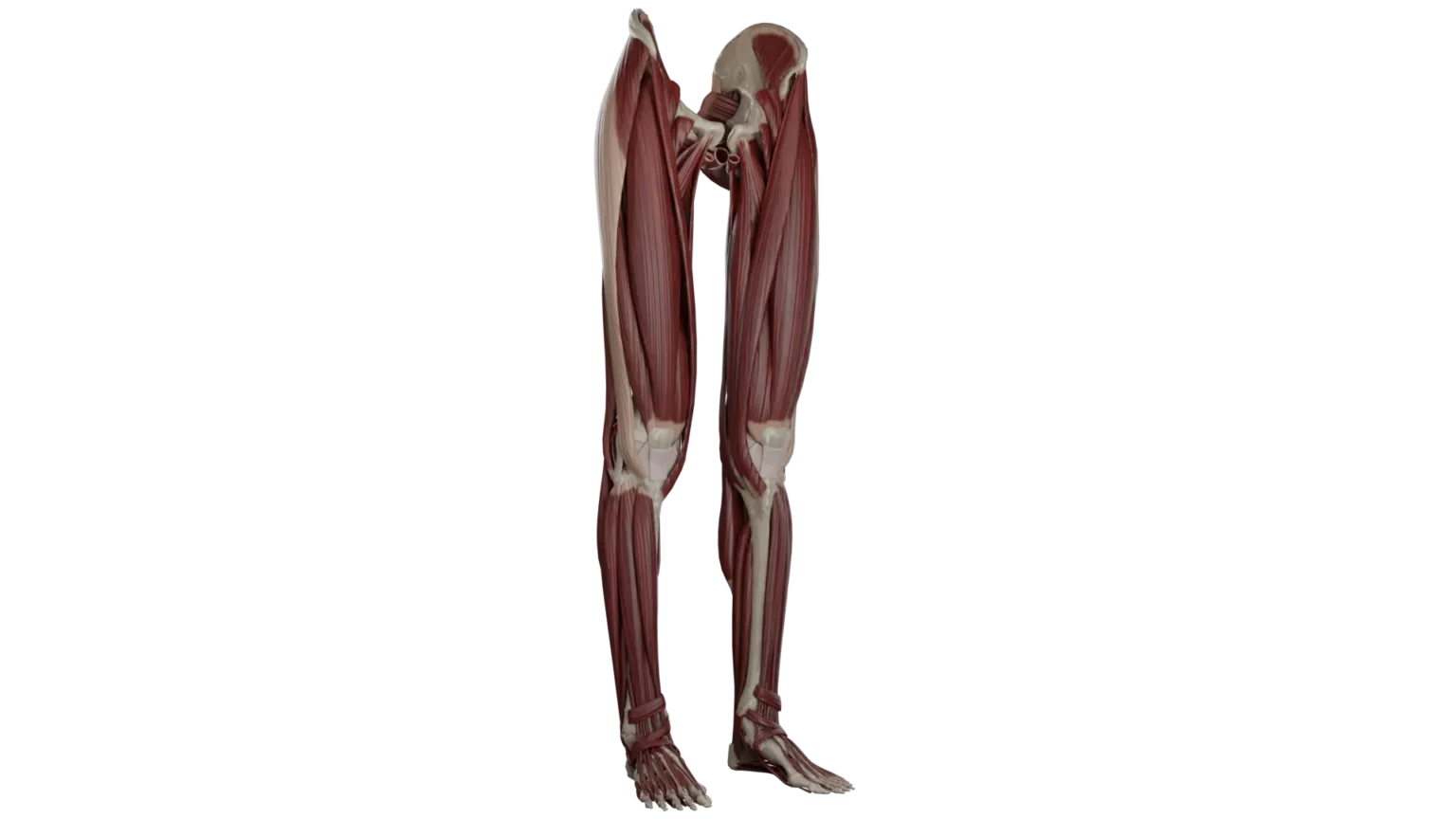 3D Anatomy Model of Lower Limb Topography | VOKA